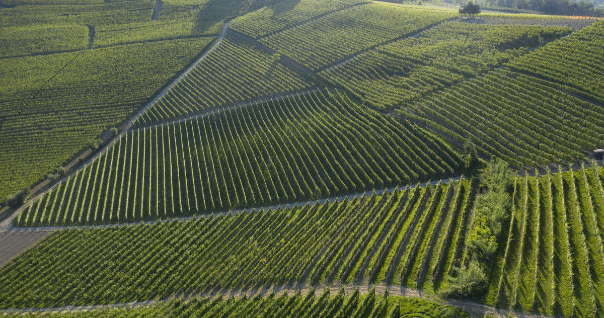 vigne-langhe-rossi